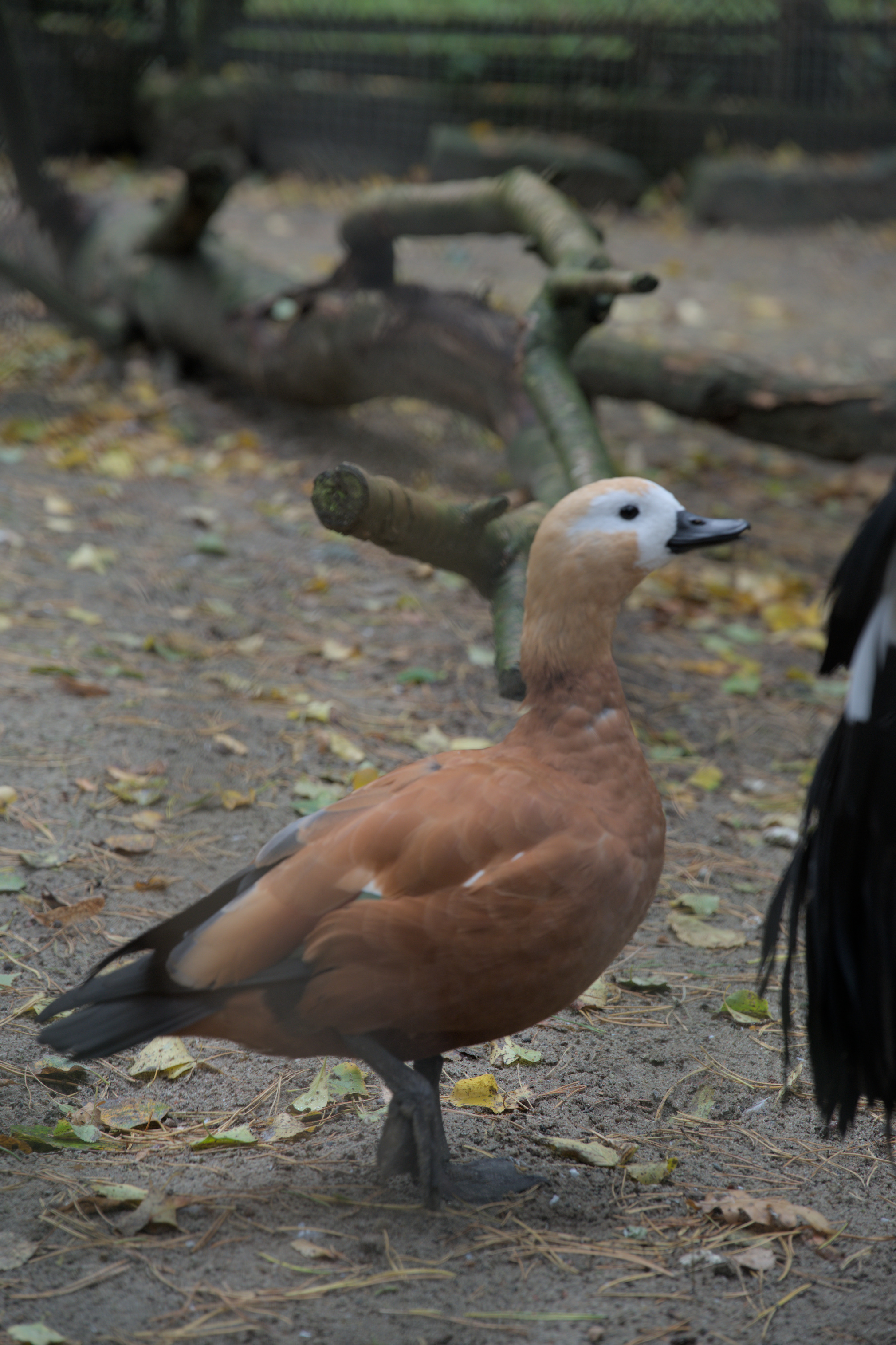 2025/10/12 - zoo/DSC_0091.jpg